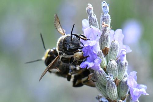 Anthidium septemspinosum